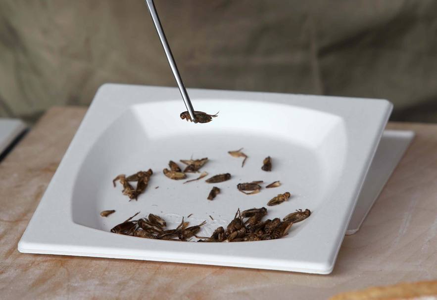 Prima degustazione autorizzata d&#39;insetti commestibili in Italia allo spazio Coop di Expo 2015Grillo caramellato con biscotti, ricotta o cioccolato. Un assaggio all&#39;interno di una conferenza in cui Andrea Mascaretti, curatore del progetto 